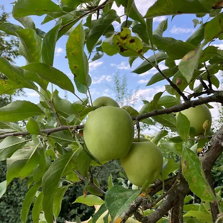 Villa Domaine De La Bordasse Villematier