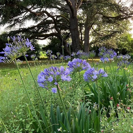 Domaine De La Bordasse Villa Villematier