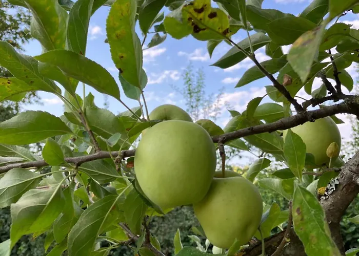 Βίλα Domaine De La Bordasse Villematier