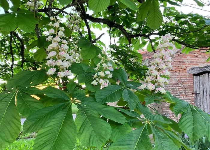 Domaine De La Bordasse *